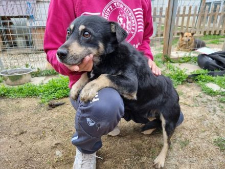 Laurin, kleiner Hund, der noch lernen muss, dass ihm nichts passiert, wer hilft ihm dabei? 4J, 35cm