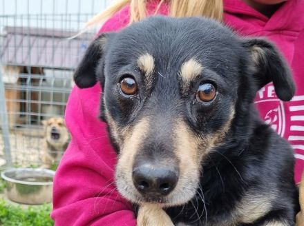 Laurin, kleiner Hund, der noch lernen muss, dass ihm nichts passiert, wer hilft ihm dabei? 4J, 35cm