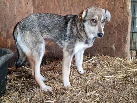 Linja, ein feines, sensibles Hundemädchen sucht Liebe und Geborgenheit, 10M, 42cm