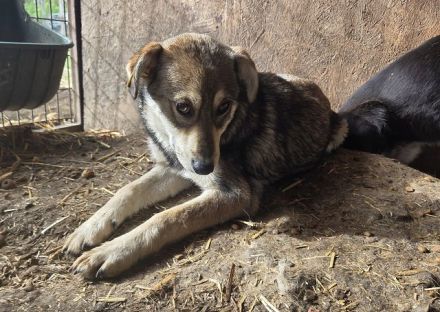 Linja, ein feines, sensibles Hundemädchen sucht Liebe und Geborgenheit, 10M, 42cm