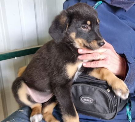 Maiga, neugieriges, verspieltes Welpenmädchen wartet auf ihre große Chance, 4M, 28 cm