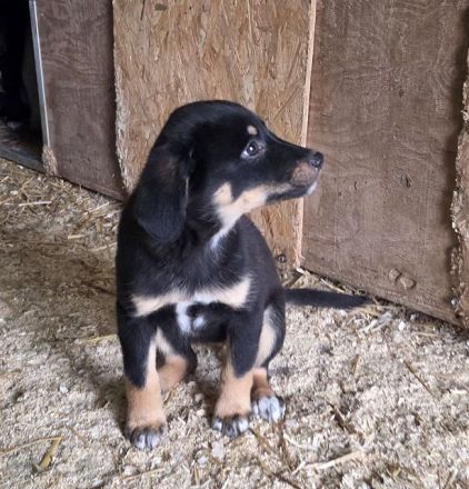 Maiga, neugieriges, verspieltes Welpenmädchen wartet auf ihre große Chance, 4M, 28 cm
