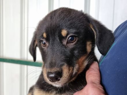 Maiga, neugieriges, verspieltes Welpenmädchen wartet auf ihre große Chance, 4M, 28 cm