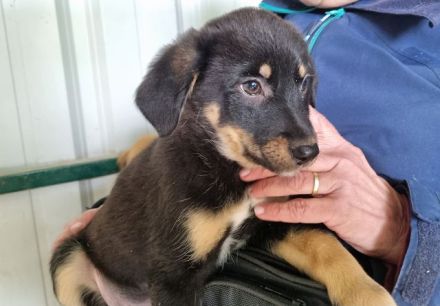 Maiga, neugieriges, verspieltes Welpenmädchen wartet auf ihre große Chance, 4M, 28 cm