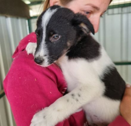 Mallik, neugierig und aufgeschlossen die Welt zu entdecken.....4M, 29 cm