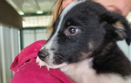 Mallik, neugierig und aufgeschlossen die Welt zu entdecken.....4M, 29 cm