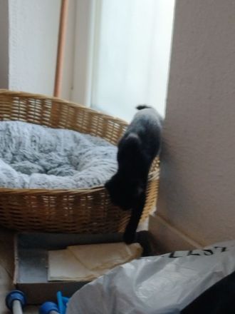 Siam ,BKH Kätzchen