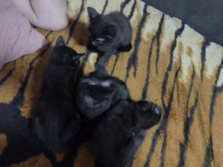 BKH Kitten Mix