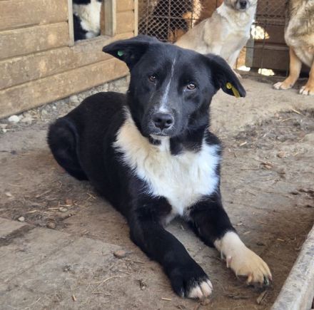 Mauro - „Hallo, hier bin ich - wo bist du"? 4J, 41 cm
