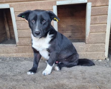 Mauro - „Hallo, hier bin ich - wo bist du"? 4J, 41 cm