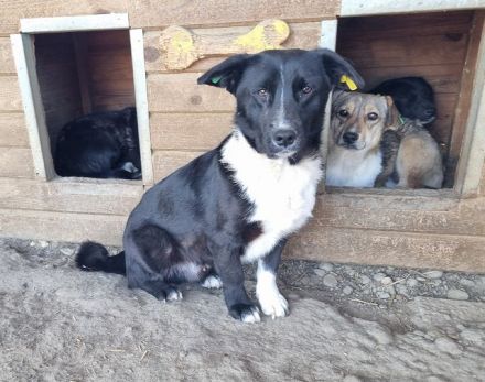 Mauro - „Hallo, hier bin ich - wo bist du"? 4J, 41 cm