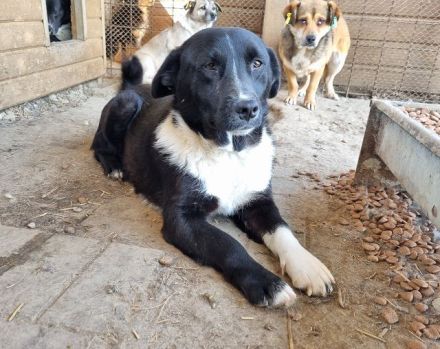 Mauro - „Hallo, hier bin ich - wo bist du"? 4J, 41 cm