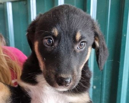 Milla, bezaubernde, kleine Welpendame, die so gern ein geborgenes Leben hätte, 4M, 26 cm