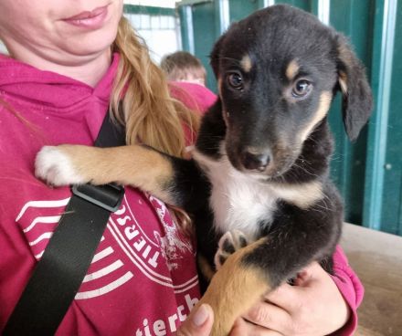 Milla, bezaubernde, kleine Welpendame, die so gern ein geborgenes Leben hätte, 4M, 26 cm