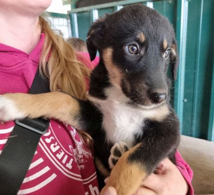 Milla, bezaubernde, kleine Welpendame, die so gern ein geborgenes Leben hätte, 4M, 26 cm