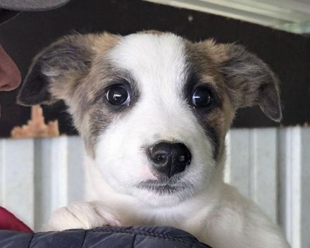 Oreo, ein echter kleiner Herzensbrecher, der die Nähe zum Menschen sucht, 5M, 28 cm