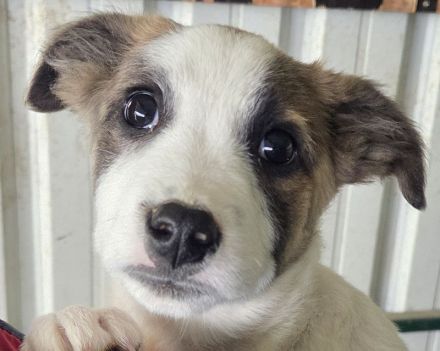 Oreo, ein echter kleiner Herzensbrecher, der die Nähe zum Menschen sucht, 5M, 28 cm