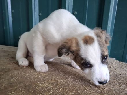 Oreo, ein echter kleiner Herzensbrecher, der die Nähe zum Menschen sucht, 5M, 28 cm