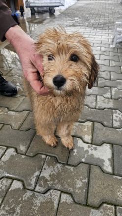 Nora - sucht ein neues Zuhause!