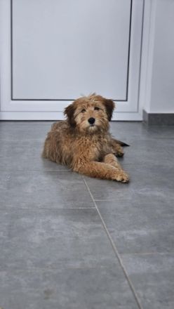 Nora - sucht ein neues Zuhause!