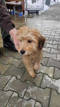 Nora - sucht ein neues Zuhause!