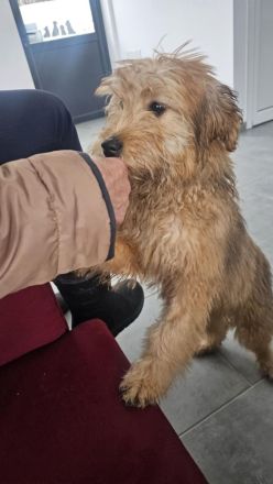 Nora - sucht ein neues Zuhause!