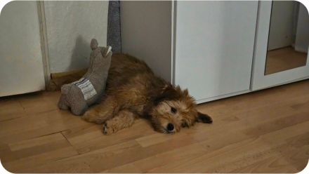 Nora - sucht ein neues Zuhause!