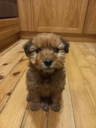 Nora - sucht ein neues Zuhause!