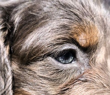 Langhaar-Dachshund