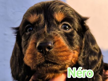 Langhaar-Dachshund