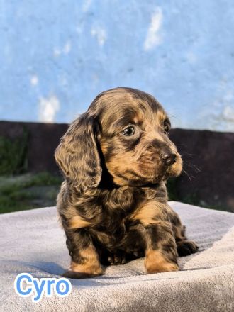 Langhaar-Dachshund