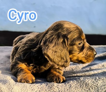 Langhaar-Dachshund