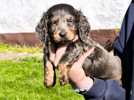 Langhaar-Dachshund