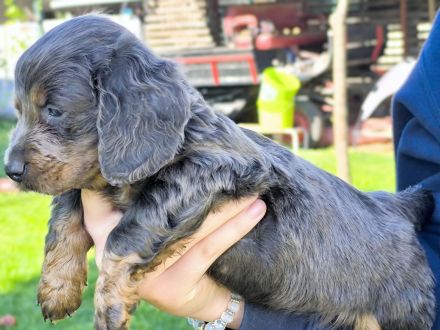 Langhaar-Dachshund