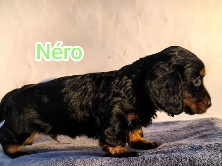 Langhaar-Dachshund