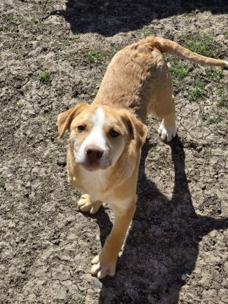 Dobby - noch etwas zurückhaltend!