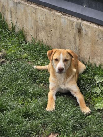 Dobby - noch etwas zurückhaltend!