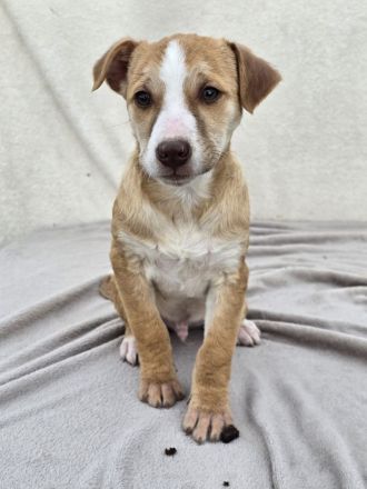 Dobby - noch etwas zurückhaltend!