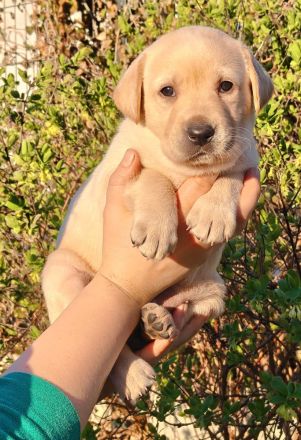 Labrador Retriever Welpen - FCI-Ahnentafel