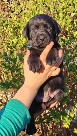 Labrador Retriever Welpen - FCI-Ahnentafel