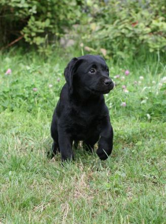 Labrador Retriever Welpen - FCI-Ahnentafel, suchen ein neues Zuhause