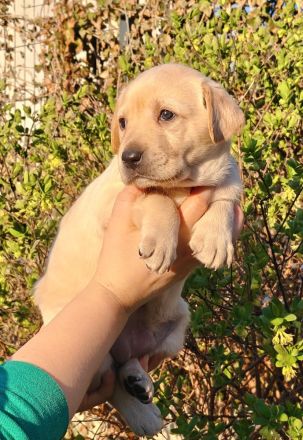 Labrador Retriever Welpen - FCI-Ahnentafel