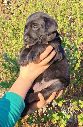 Labrador Retriever Welpen - FCI-Ahnentafel