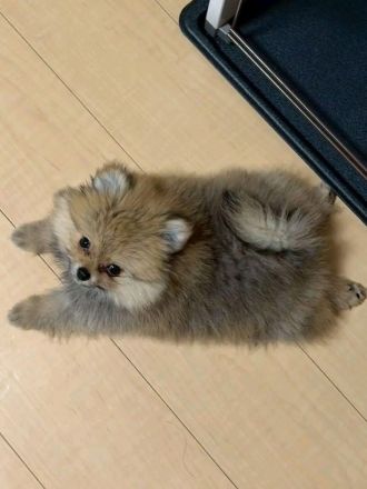 Reinrassige Pomeranian-Welpen zu verkaufen