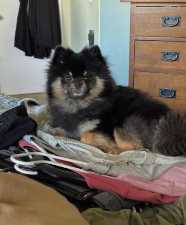 Reinrassige Pomeranian-Welpen zu verkaufen