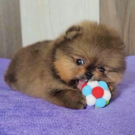 Reinrassige Pomeranian-Welpen zu verkaufen