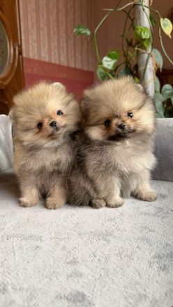 Reinrassige Pomeranian-Welpen zu verkaufen