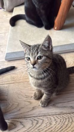 Reinrassige BKH Kitten suchen liebevolles Zuhause