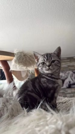 Reinrassige BKH Kitten suchen liebevolles Zuhause