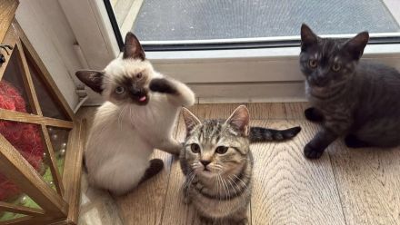 Reinrassige BKH Kitten suchen liebevolles Zuhause